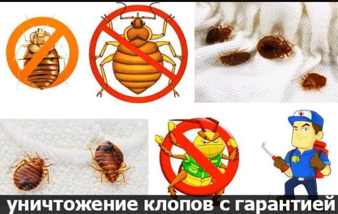 Уничтожение клопов
